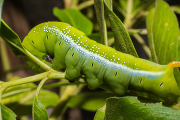 Big green worm on leaf in nature