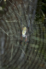 big spider genus Nephila, on the network Madagascar