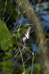big spider genus Nephila, on the network Madagascar