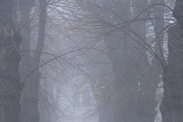 Nebelstimmung in den Linden