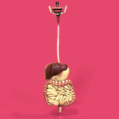 3D human male x-ray digestive system