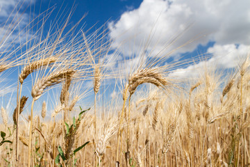 Campo di grano in estate 