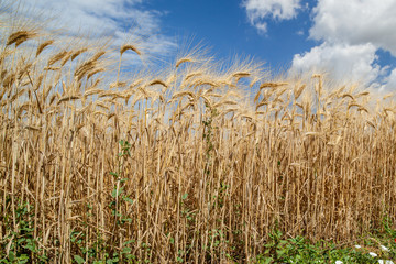 Campo di grano in estate 