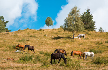 horses and pastures