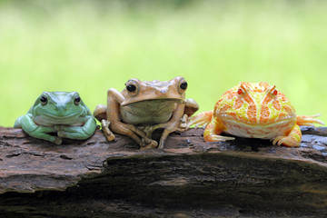 Trio frogs
