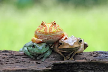 Crédence de cuisine en verre imprimé Grenouille Trio frogs