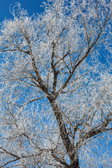 Tree in frost against blue sky. Winter scene