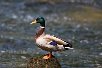 Male mallard (Anas platyrhynchos) standing on a stone