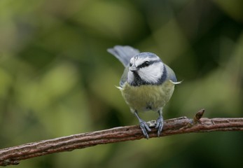 Obraz premium mésange bleue, Cyanistes caeruleus