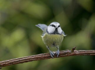 mésange bleue, Cyanistes caeruleus