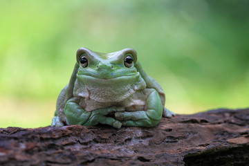 Trio frogs