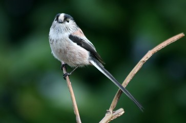 mésange à longue queue,aegithelos caudatus