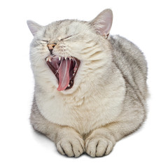 British Shorthair cat is yawning. Gray cat is lying and isolated on white background.