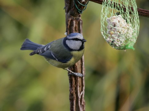 m&eacute;sange bleue, Cyanistes caeruleus