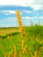 河川敷のエノコログサある風景