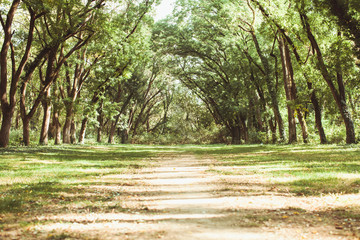 Fairytale forest landscape