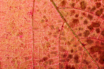 Fototapeta na wymiar Light through a Red grape Ivy autumn leaf veins