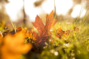 Closeup of autumn leaves in the grass