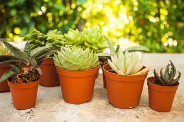 The Succulents - little happiness