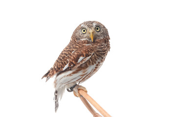 cute owl isolate on white background