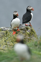 Puffin on the stone. Puffin on Iceland.