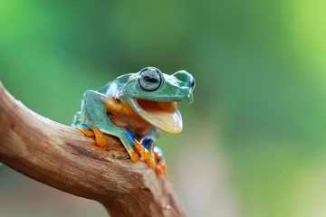 Foto op Canvas Tree frog laugh © kuritafsheen