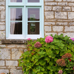 Fototapeta na wymiar Pink hortensia flowers in the cottage garden with blue window