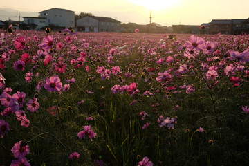 コスモス　夕暮れ時