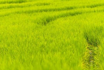 Terraced Rice Field, Pa Pong Pieng , Mae Chaem, Chiang Mai, Thailand