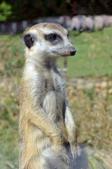 Meerkat