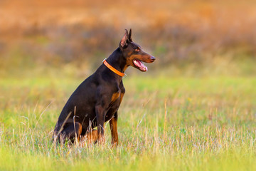 Doberman dog sitting in autumn park