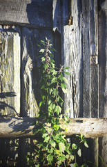 Motherwort Leonurus medicinal plants