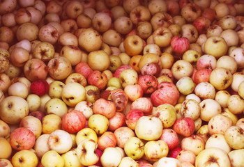 Ripe apples background
