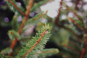 Fir tree branches