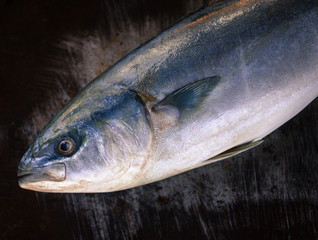 mackerel - fresh raw sea fish