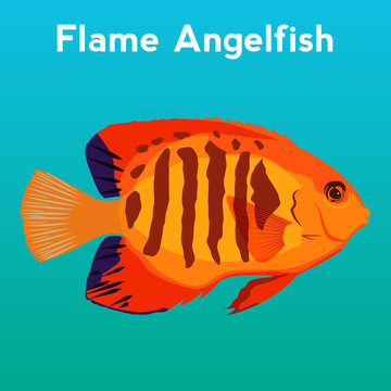 Flame Angelfish, exotic fish,tropical marine fish