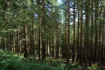 Fototapeta premium drzewa w lesie, krajobraz górski