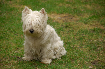 Naklejka na ściany i meble West Highland white terrier siedzi na trawie
