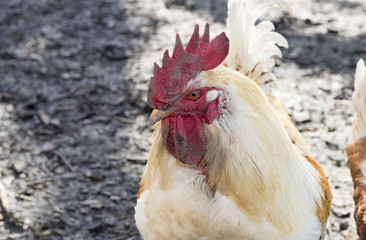 Hahn, männliches Haushuhn (Gallus gallus domesticus)