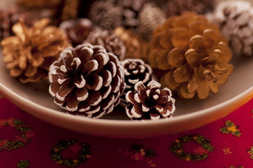 皿に入れたマツカサ