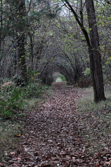 path in the forest