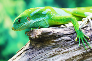 Lizard looking close up animal portrait photo