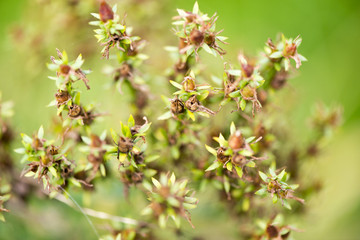 Herbstpflanzen und -blüten.