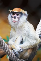 Hussar monkey showing tongue animal portrait close up zoo photo