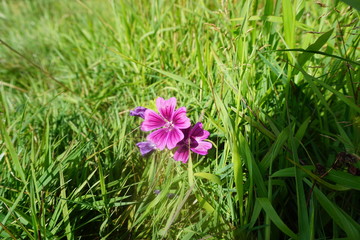 Geranium violett auf Wiese
