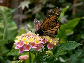 Butterfly and a flower