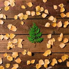Green leaf in shape of Christmas tree on autumn background.
