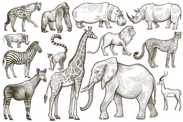 Set of African animals.