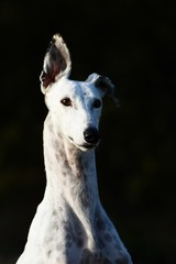 weißer Greyhound vor schwarzem Hintergrund