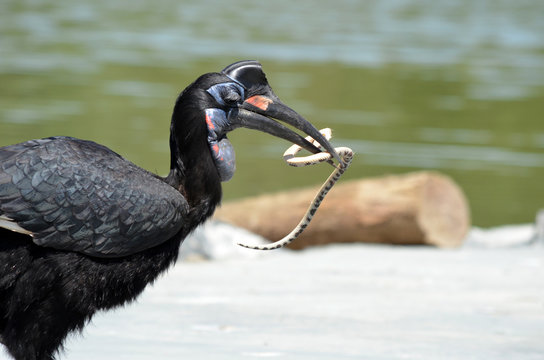 Oiseau Calao terrestre mange un serpent